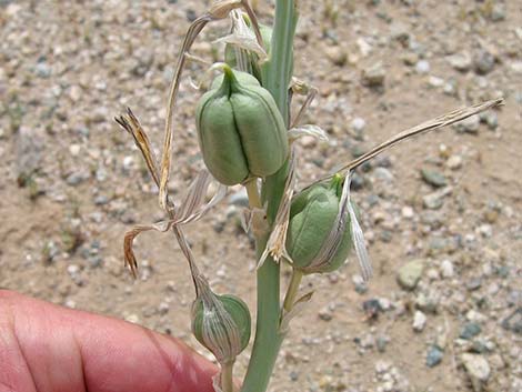 Desert Lily (Hesperocallis undulata)