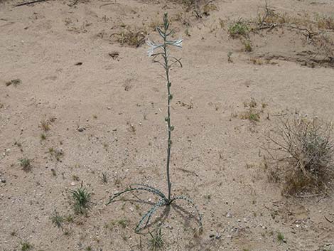 Desert Lily (Hesperocallis undulata)