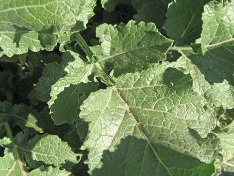 Shortpod Mustard (Hirschfeldia incana)