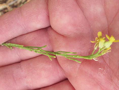 Shortpod Mustard (Hirschfeldia incana)