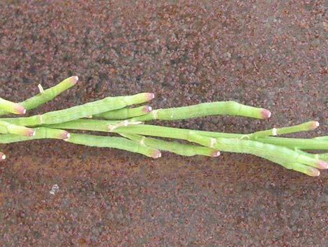 Shortpod Mustard (Hirschfeldia incana)