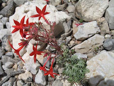 Arizona Skyrocket (Ipomopsis arizonica)