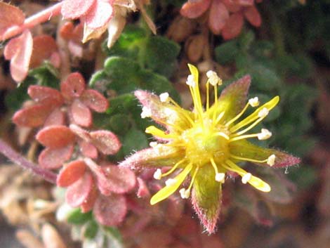 Jaeger's Mousetail (Ivesia jaegeri)