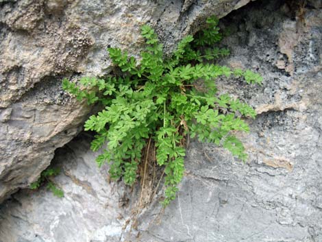 Jaeger's Mousetail (Ivesia jaegeri)