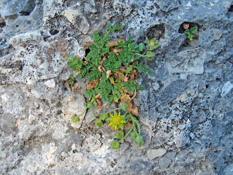 Jaeger's Mousetail (Ivesia jaegeri)