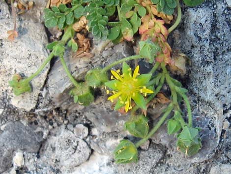 Jaeger's Mousetail (Ivesia jaegeri)