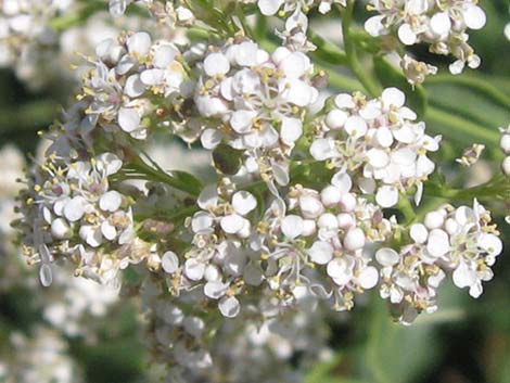 Tall Whitetop (Lepidium latifolium)