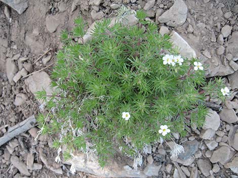 Nuttall's Linanthus (Leptosiphon nuttallii ssp. pubescens)