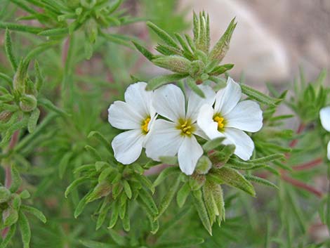 Nuttall's Linanthus (Leptosiphon nuttallii ssp. pubescens)