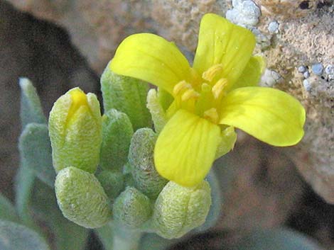 King Bladderpod (Physaria kingii)