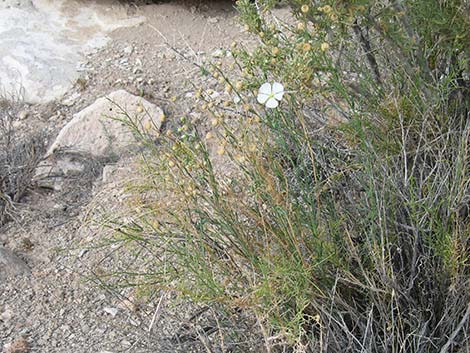 Lewis' Flax (Linum lewisii)