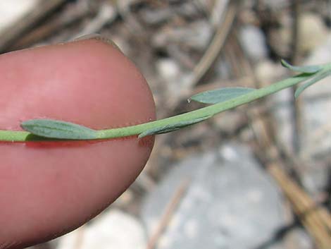 Lewis' Flax (Linum lewisii)