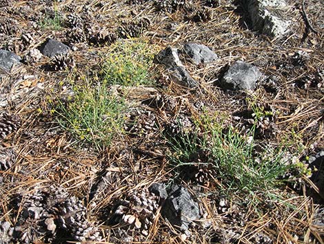 Alpine Biscuitroot (Lomatium graveolens var. alpinum)