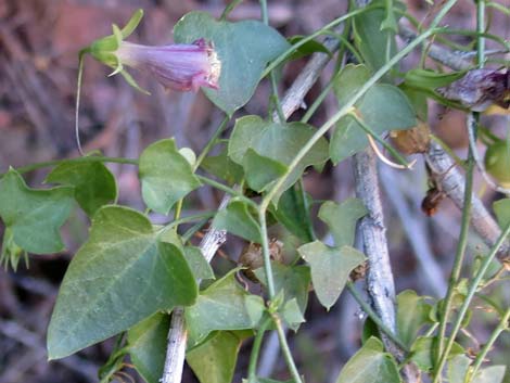 Roving Sailor (Maurandella antirrhiniflora)