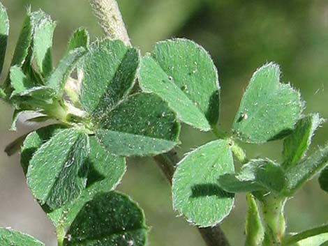 Black Medick (Medicago lupulina)