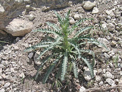 Smoothstem Blazingstar (Mentzelia laevicaulis)