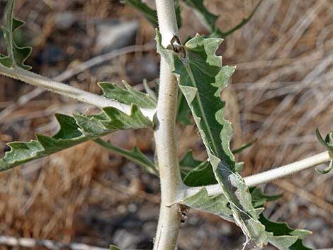 Smoothstem Blazingstar (Mentzelia laevicaulis)