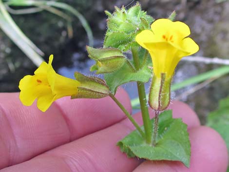 Seep Monkeyflower (Mimulus guttatus)