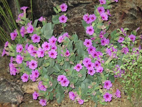 Giant Four O'clock (Mirabilis multiflora)