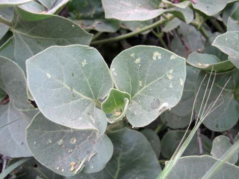 Giant Four O'clock (Mirabilis multiflora)