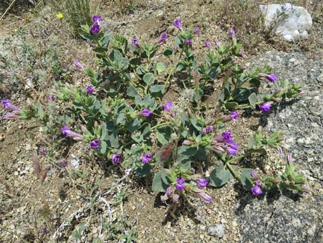 Giant Four O'clock (Mirabilis multiflora)