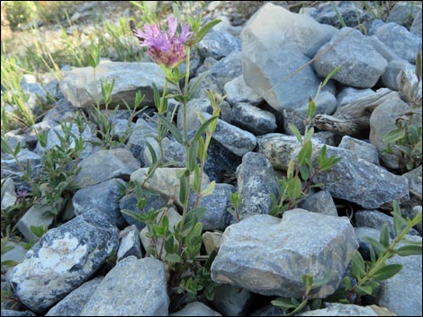 Mountain Monardella (Monardella odoratissima)