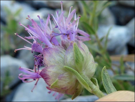 Mountain Monardella (Monardella odoratissima)