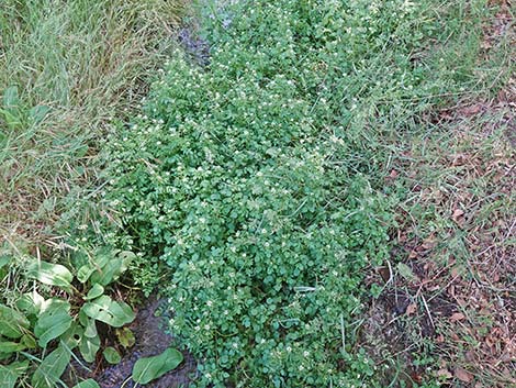 Watercress (Nasturtium officinale)