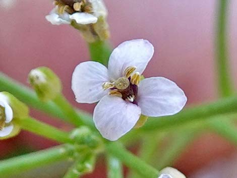 Watercress (Nasturtium officinale)