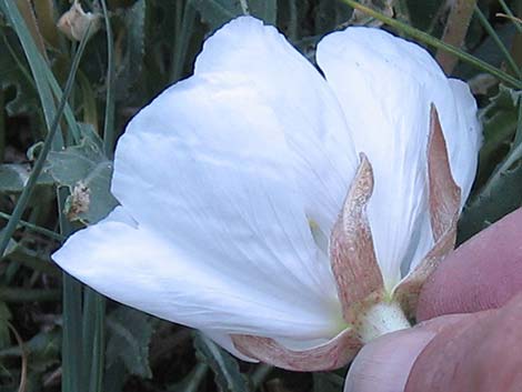 Tufted Evening Primrose (Oenothera caespitosa)