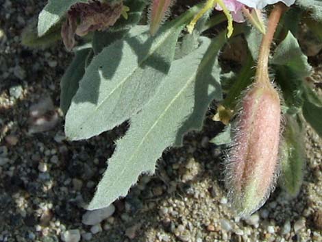 California Evening Primrose (Oenothera californica)