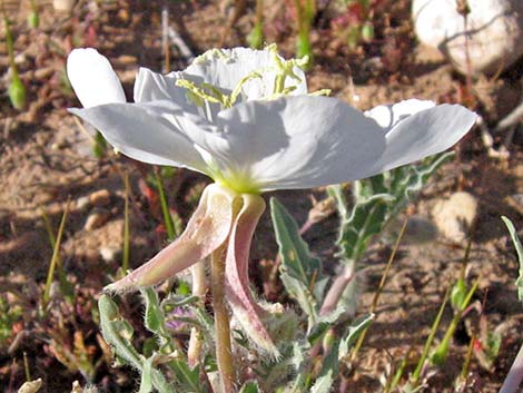 California Evening Primrose (Oenothera californica)