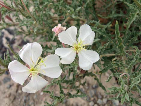 California Evening Primrose (Oenothera californica)