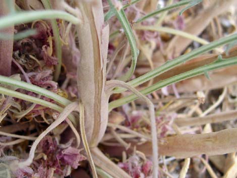 California Evening Primrose (Oenothera californica)