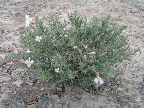 California Evening Primrose (Oenothera californica)