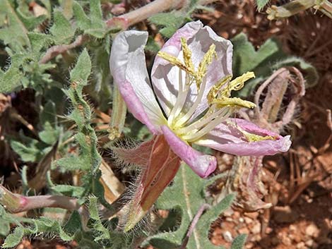 California Evening Primrose (Oenothera californica)