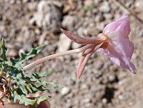 California Evening Primrose (Oenothera californica)