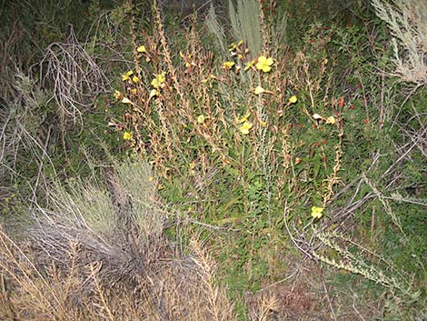 Tall Evening Primrose (Oenothera elata)