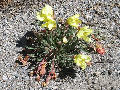 Howard's Evening Primrose (Oenothera howardii)