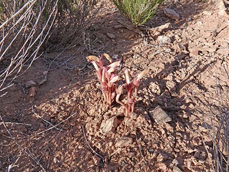 Clustered Broom-rape (Orobanche fasciculatum)