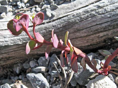 Roundleaf Oxytheca (Oxytheca perfoliata)