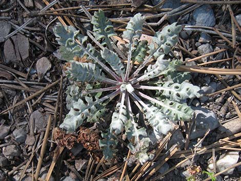 Lobeleaf Groundsel (Packera multilobata)