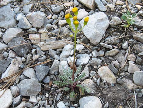 Lobeleaf Groundsel (Packera multilobata)