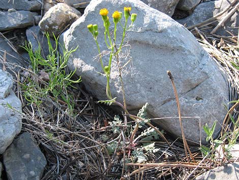 Lobeleaf Groundsel (Packera multilobata)