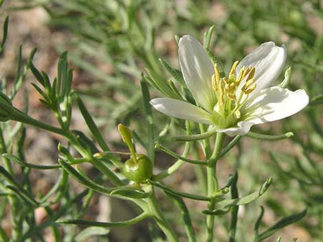 African Rue (Peganum harmala)