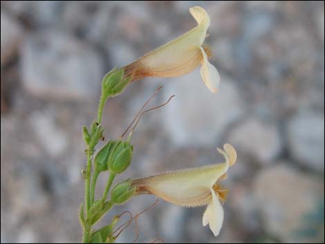 Yellow Pinto Beardtongue (Penstemon bicolor bicolor)