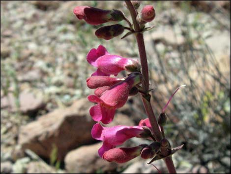 Rosy Pinto Penstemon (Penstemon bicolor var. roseus)