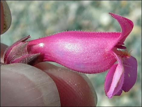 Rosy Pinto Penstemon (Penstemon bicolor var. roseus)