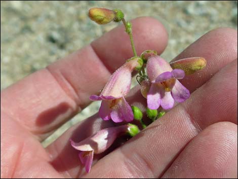 Rosy Pinto Penstemon (Penstemon bicolor var. roseus)