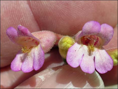 Rosy Pinto Penstemon (Penstemon bicolor var. roseus)